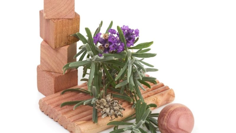 5 Cara Mengusir Tikus Menggunakan Bahan Alami