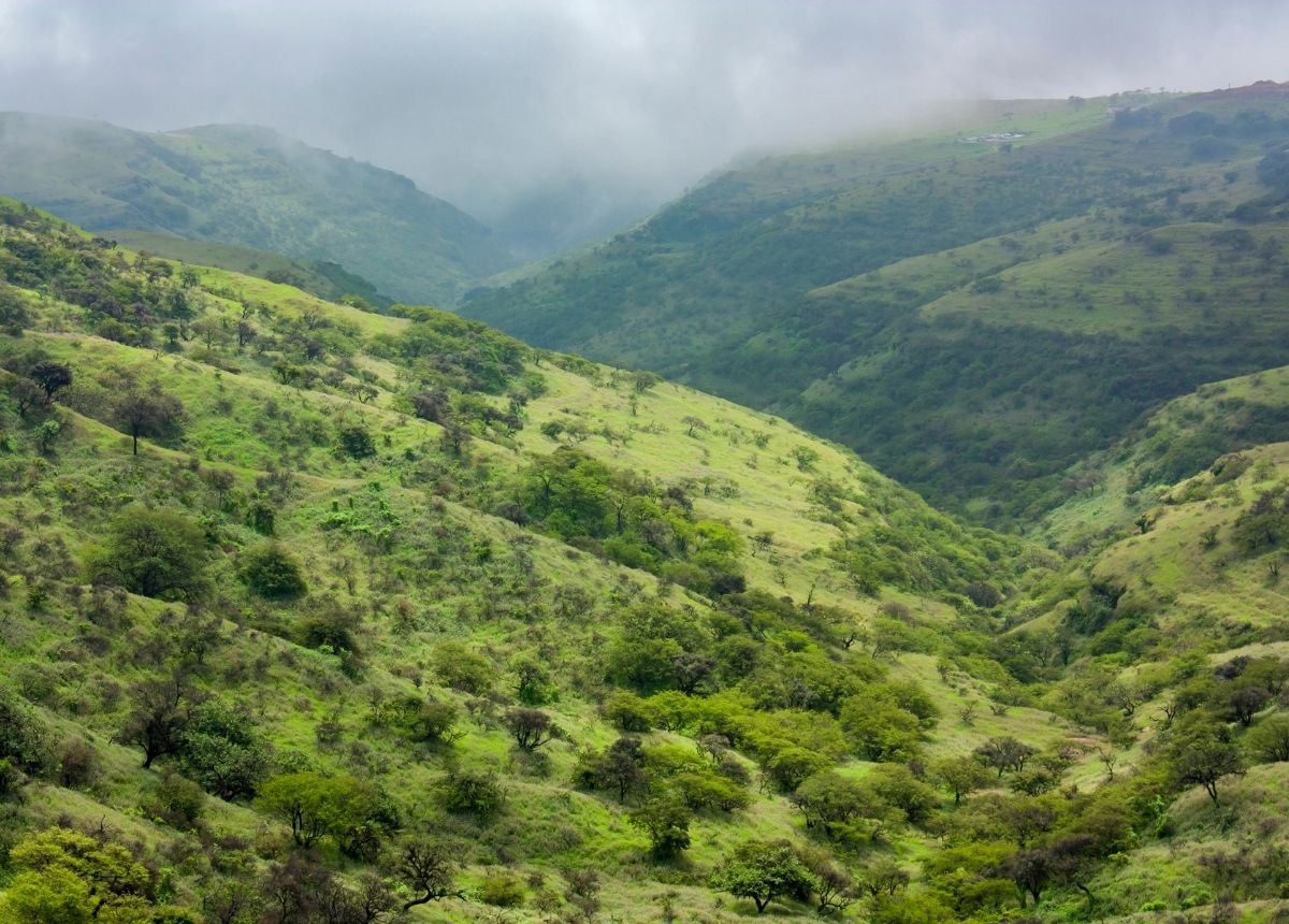 Gunung Arab menjadi hijau