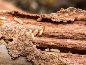 3 Tips Mencegah Perabotan Kayu Agar Tidak Dimakan Rayap