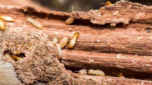 3 Tips Mencegah Perabotan Kayu Agar Tidak Dimakan Rayap