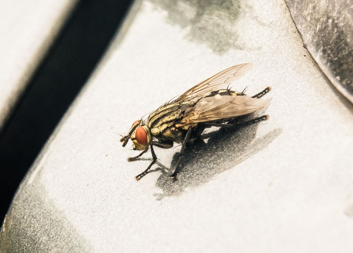 Lalat Tsetse