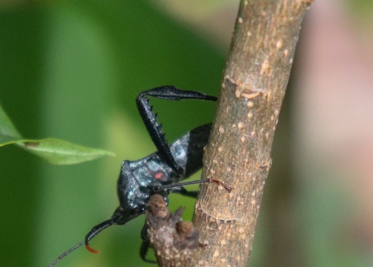 Assassin Bugs
