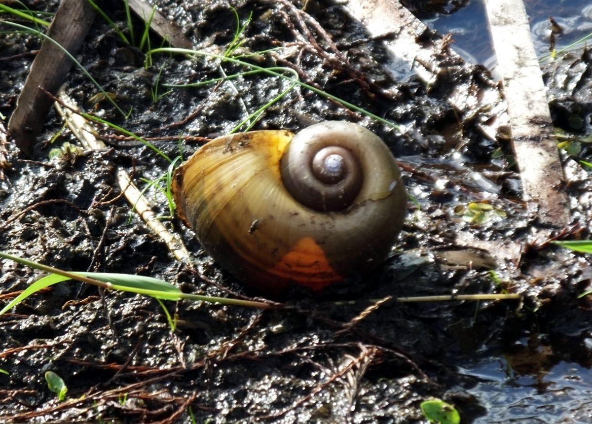 Siput Air Tawar
