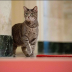 Berita terkini, terbaru, dan berita pilihan hari ini: Inilah kucing Willow. Kucing yang diklaim sebagai kucing paling populer di dunia saat ini 