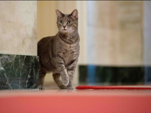 Berita terkini, terbaru, dan berita pilihan hari ini: Inilah kucing Willow. Kucing yang diklaim sebagai kucing paling populer di dunia saat ini 