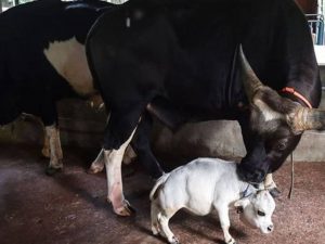 Berita terkini, terbaru dan berita pilihan hari ini: Sapi di Bangladesh dinobatkan oleh Guinness World Records sebagai sapi terkecil di dunia yang memiliki ukuran setinggi 20 inci.