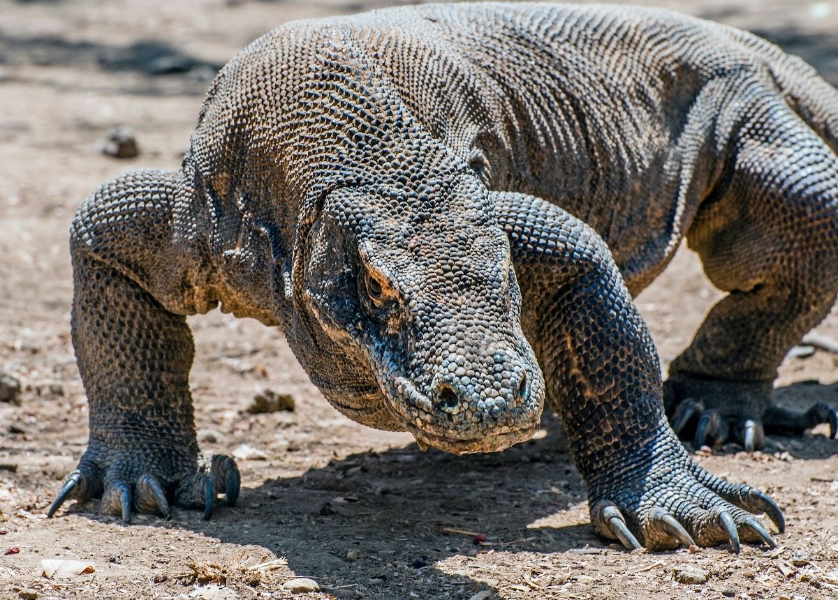 Komodo