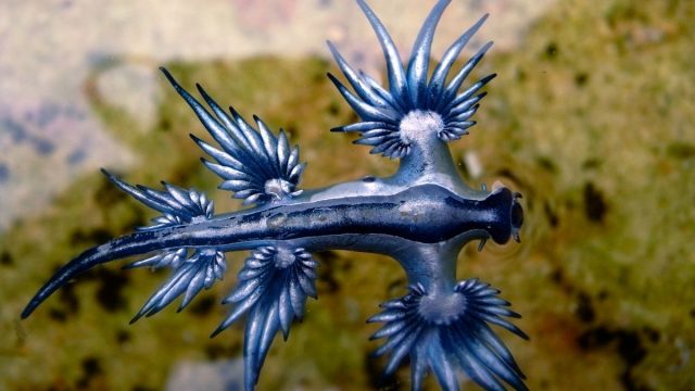 Berita terbaru, terkini dan berita pilihan hari ini: Glaucus Atlanticus atau siput laut naga biru memiliki warna dan bentuk yang menarik. Tapi hati-hati terhadap sengatannya.