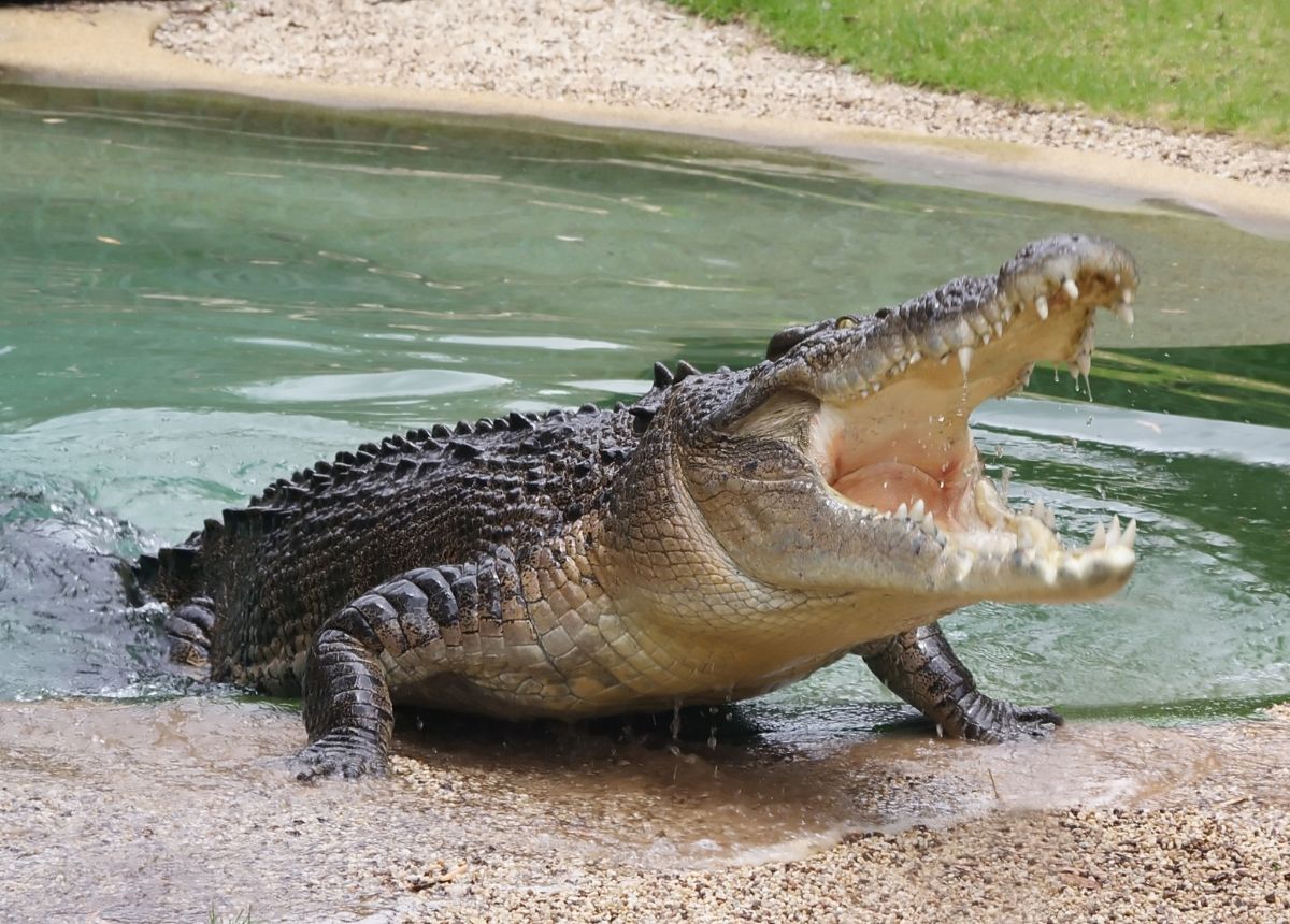 Buaya