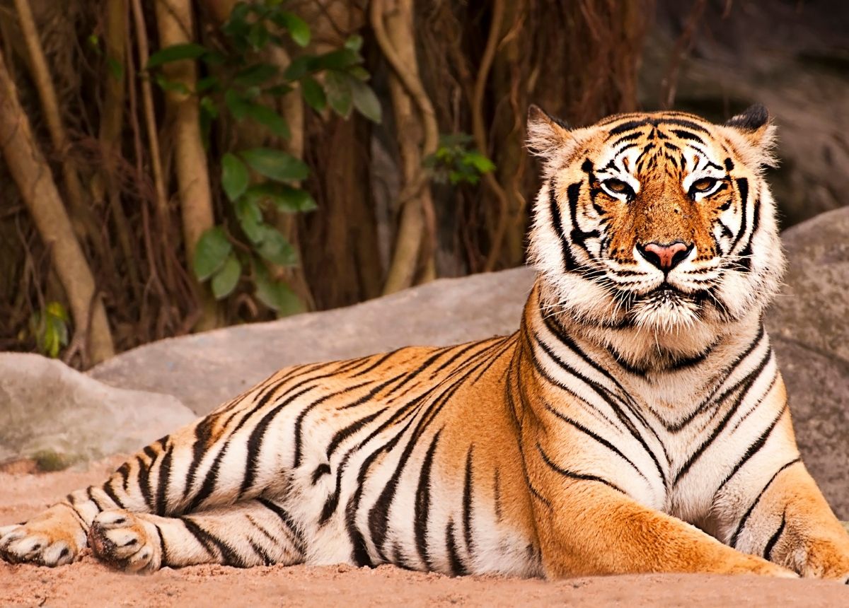 Harimau Bengal