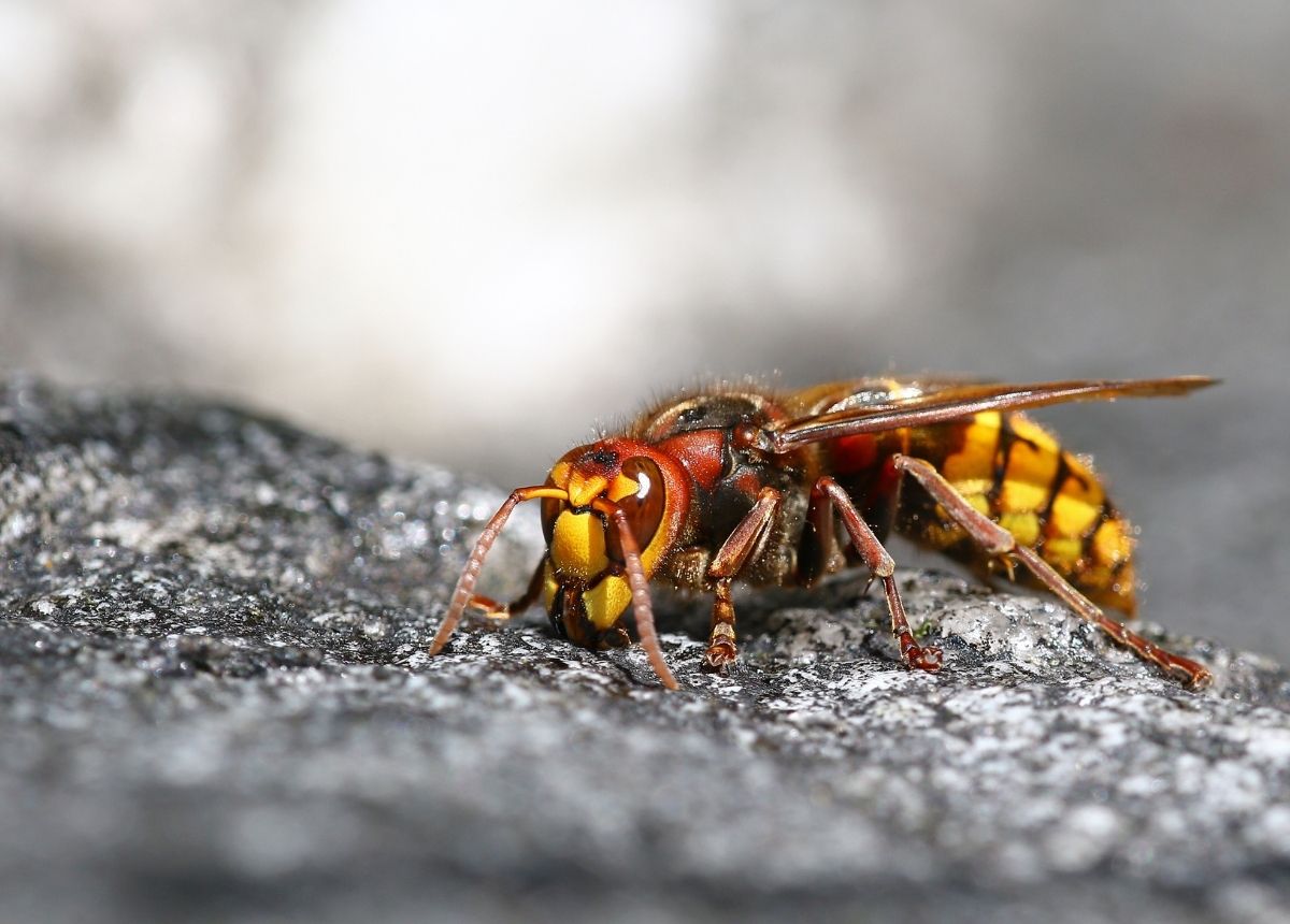 Moniker Yak Killer Hornet