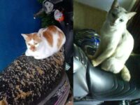 Berita gaya hidup, kesehatan, dan tips terbaru hari ini: Kucing ternyata suka mencakar dan merobek jok motor kita, apa penyebabnya?