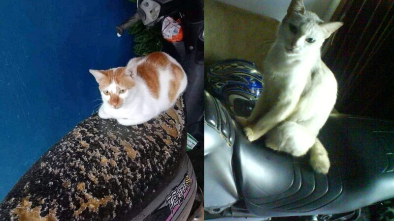 Berita gaya hidup, kesehatan, dan tips terbaru hari ini: Kucing ternyata suka mencakar dan merobek jok motor kita, apa penyebabnya?