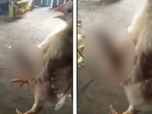 Berita terkini: Heboh di akun media TikTok ayam yang berwarna putih ini punya kelamin mirip pria, respons netizen pun beragam