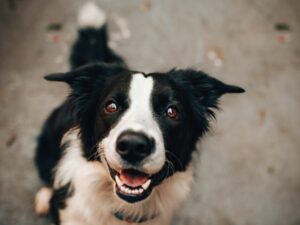 Berita terkini, terbaru, dan berita pilihan hari ini: Seorang wanita menangis terharu setelah melihat bukti penampakan hantu anjing peliharaannya yang masih setia di sisinya.