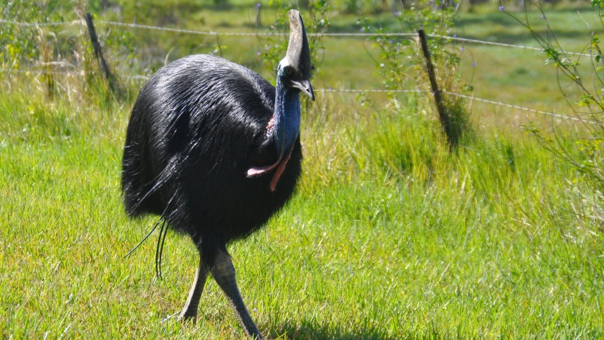 Berita terbaru: Kasuari menjadi burung paling berbahaya di dunia lantaran memiliki jari kaki tebal dan tajam seperti belati.