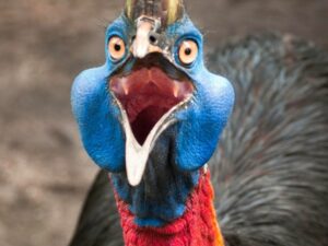 Berita terbaru: Kasuari menjadi burung paling berbahaya di dunia lantaran memiliki jari kaki tebal dan tajam seperti belati.