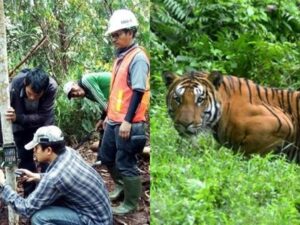 Berita terkini, terbaru, dan berita pilihan hari ini: Seorang penerbang pohon di Riau tewas diterkam harimau, berikut kronologinya.