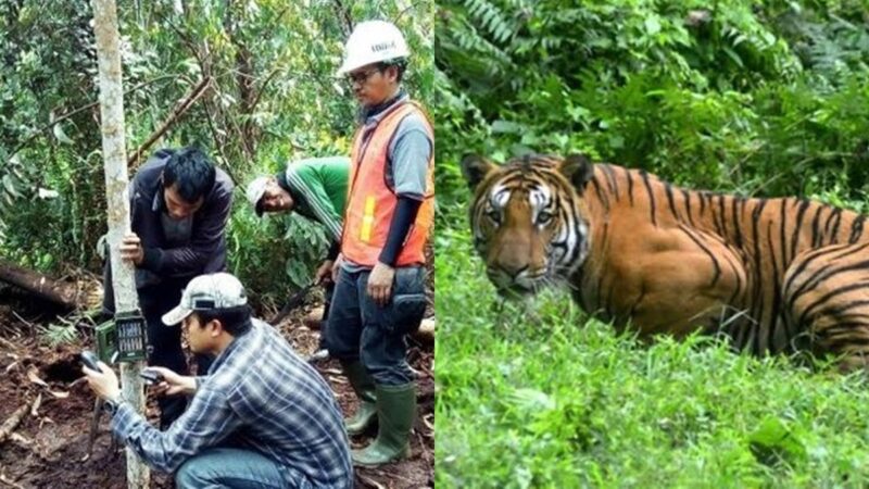 Berita terkini, terbaru, dan berita pilihan hari ini: Seorang penerbang pohon di Riau tewas diterkam harimau, berikut kronologinya.