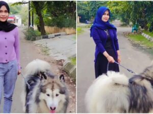 Berita terkini: wanita berhijab ini menyita perhatian publik terkait dirinya yang memelihara anjing bertubuh besar dengan bulunya yang lebat.