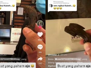 Berita terbaru : Sepotong kecil Gaharu Indonesia di Arab Saudi dijual seharga Rp 1.6 juta, atau sekitar 400 Riyal.