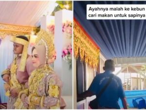 Berita terkini: seorang ayah di Bone pergi ke kebun untuk mencari makanan sapi saat sang putri tengah mengadakan resepsi pernikahan.