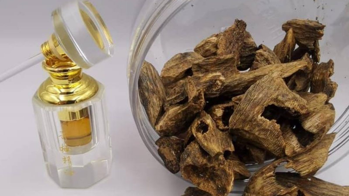 Kayu kynam