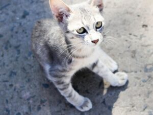 Berita terbaru: seoang pelajar SMP di Cengkareng, Jakarta Barat mengadu seekor anak kucing dengan seekor ular, videonya pun akhirnya viral di media sosial