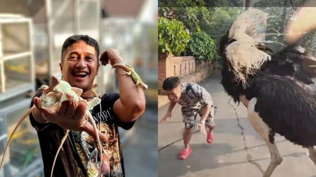 Berita artis: Irfan Hakim ditendang burung unta peliharaannya sendiri. Hingga mengakibatkan luka di bagian perut dan punggungnya.