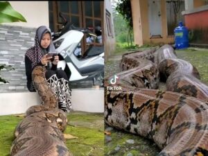 Berita terkini: Lain daripada yang lain, perempuan ini memelihara binatang yang tidak biasa. Ia pelihara ular sanca berukuran besar.