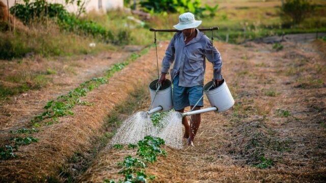 97 Hektar Pertanian Berkelanjutan di Kabupaten Nagekeo, Nusa Tenggara Timur Dibuka