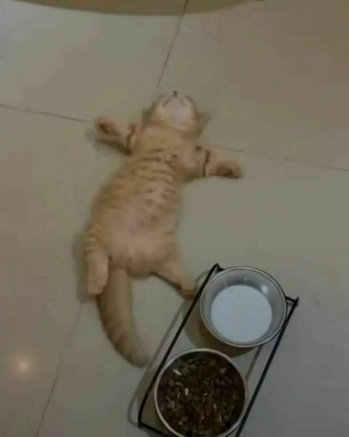Tidak ada yang tidak sepakat bahwa kucing sangat yang menggemaskan. Tingkah konyol kucing selalu berhasil membuat siapa saja tertawa geli.