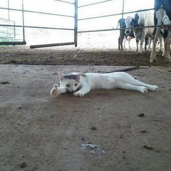 Tidak ada yang tidak sepakat bahwa kucing sangat yang menggemaskan. Tingkah konyol kucing selalu berhasil membuat siapa saja tertawa geli.