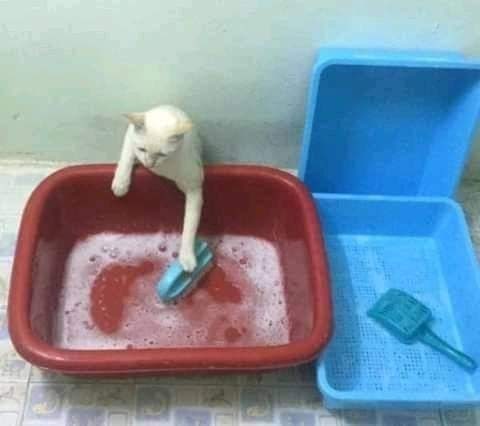 Tidak ada yang tidak sepakat bahwa kucing sangat yang menggemaskan. Tingkah konyol kucing selalu berhasil membuat siapa saja tertawa geli.