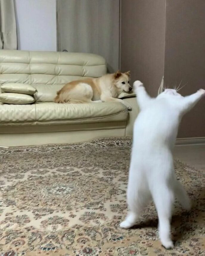 Tidak ada yang tidak sepakat bahwa kucing sangat yang menggemaskan. Tingkah konyol kucing selalu berhasil membuat siapa saja tertawa geli.