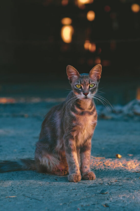 Potret kucing jalanan yang diambil oleh seorang netizen ini terlihat begitu mengkhawatirkan dan menyayat hati siapa pun yang melihatnya.