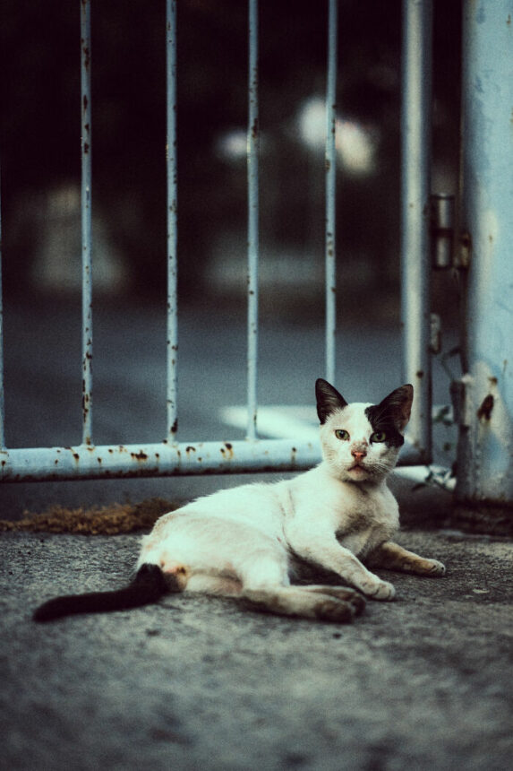 Potret kucing jalanan yang diambil oleh seorang netizen ini terlihat begitu mengkhawatirkan dan menyayat hati siapa pun yang melihatnya.