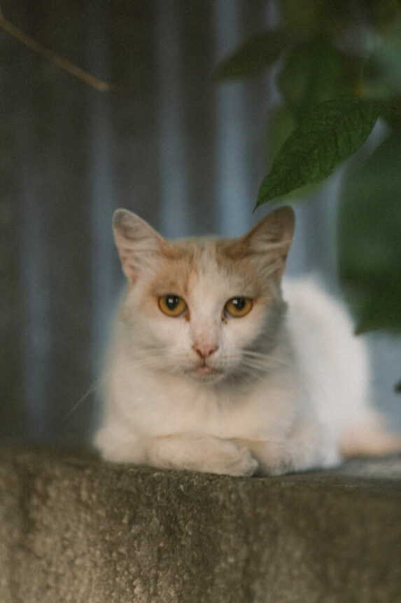Potret kucing jalanan yang diambil oleh seorang netizen ini terlihat begitu mengkhawatirkan dan menyayat hati siapa pun yang melihatnya.