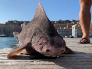 Pelaut berhasil temukan hiu berwajah seperti babi perairan Marina Darsena Medicea di kota Portoferraio di pulau Elba Italia.