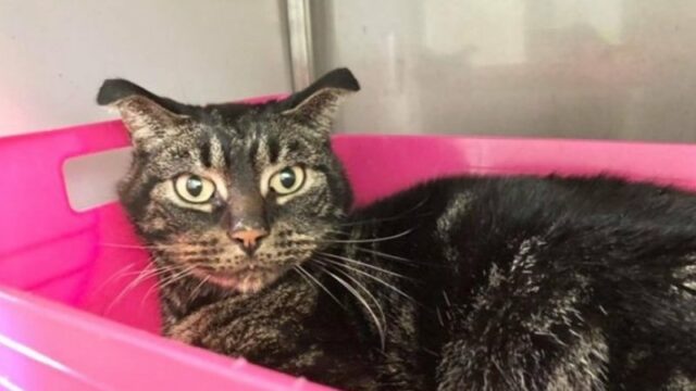 Ajaib, Kucing Ini Ditemukan Masih Hidup Setelah Ditinggalkan 52 Hari di Rumah Terbengkalai