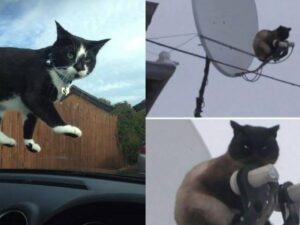 Kucing memang menggemaskan, tingkahnya yang kadang di luar nalar membuat banyak orang terheran-heran tapi juga terpingkal-pingkal.