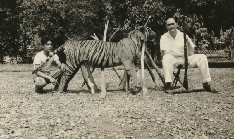 Begini Cerita Teror Harimau Sumatera Zaman Kolonial Belanda, Berakibat Aksi Pembasmian Oleh Kolonial