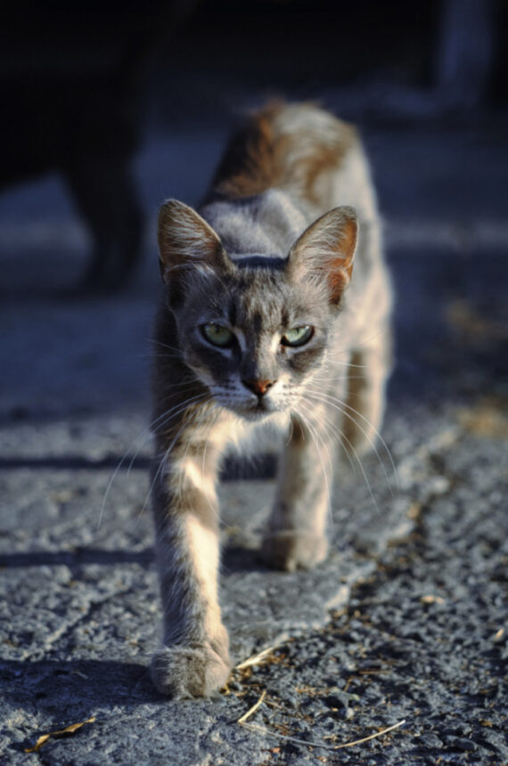 Potret kucing jalanan yang diambil oleh seorang netizen ini terlihat begitu mengkhawatirkan dan menyayat hati siapa pun yang melihatnya.