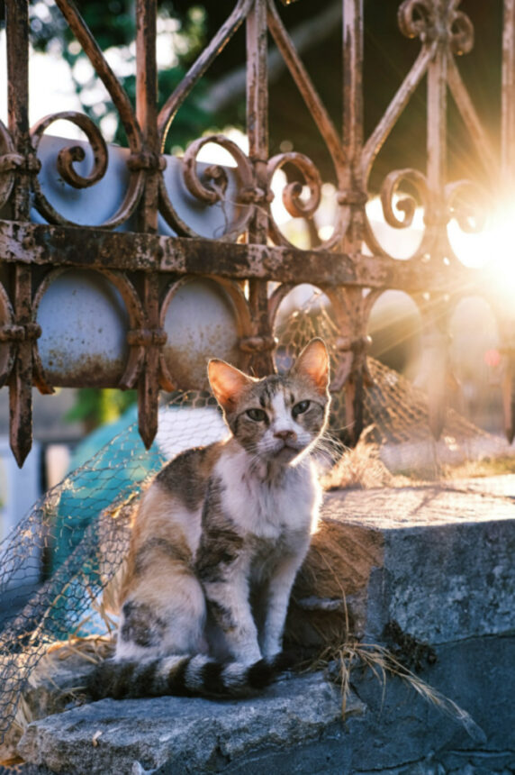 Potret kucing jalanan yang diambil oleh seorang netizen ini terlihat begitu mengkhawatirkan dan menyayat hati siapa pun yang melihatnya.