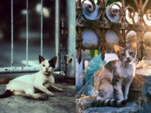 Potret kucing jalanan yang diambil oleh seorang netizen ini terlihat begitu mengkhawatirkan dan menyayat hati siapapun yang melihatnya.
