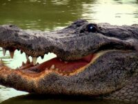 Seorang wanita tua meregang nyawa setelah dimangsa oleh buaya di kolam dekat rumahnya. Insiden ini sudah ketiga kalinya terjadi di Florida.