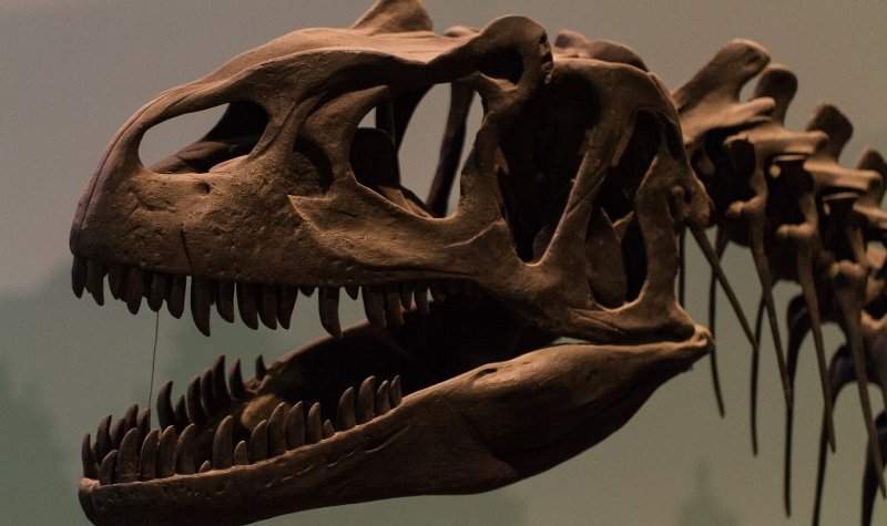Penemuan spesies dinosaurus baru mengungkap alasan dibalik hewan purba tersebut mempunyai tengkorak besar namun bertangan kecil.
