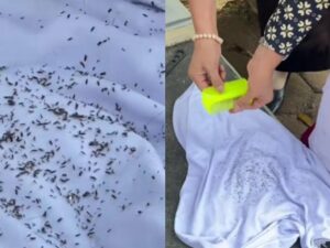 Seorang bocah SD kedapatan garuk-garuk kepala saat belajar di kelas. Ternyata hal itu karena kutu yang sudah memenuhi kepalanya.