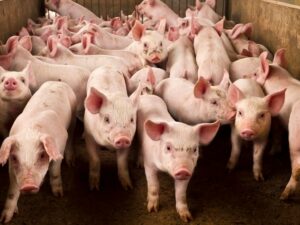 Babi menjadi hewan yang diharamkan untuk dikonsumsi oleh umat islam. Hal ini disebabkan oleh beberapa alasan yang membuatnya haram.
