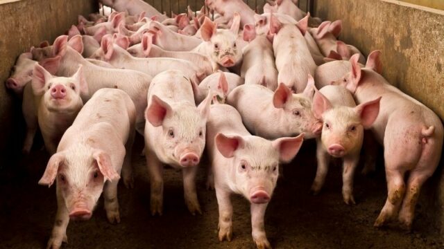 Babi menjadi hewan yang diharamkan untuk dikonsumsi oleh umat islam. Hal ini disebabkan oleh beberapa alasan yang membuatnya haram.